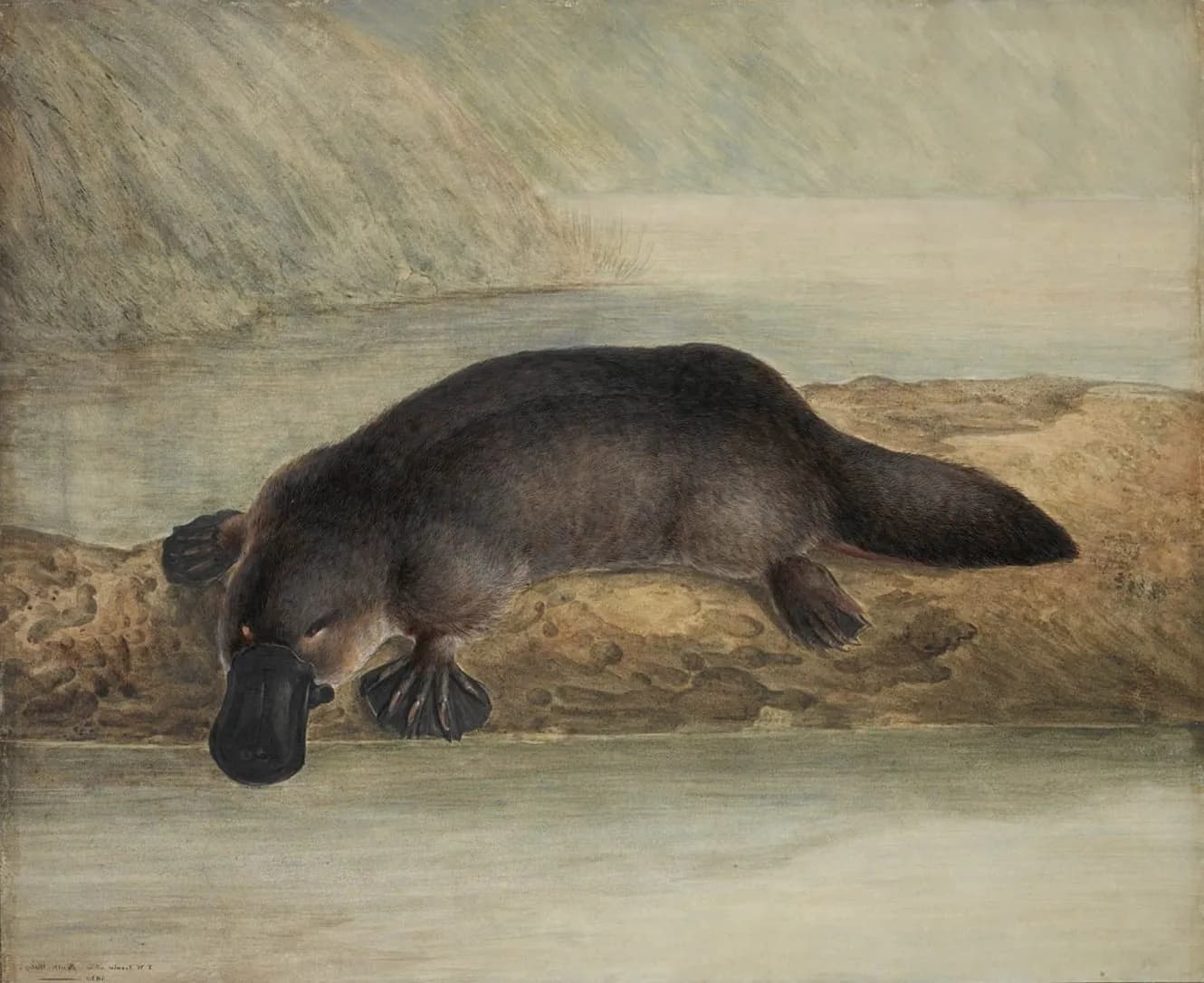 Platypus Painting (John Lewin, 1808)