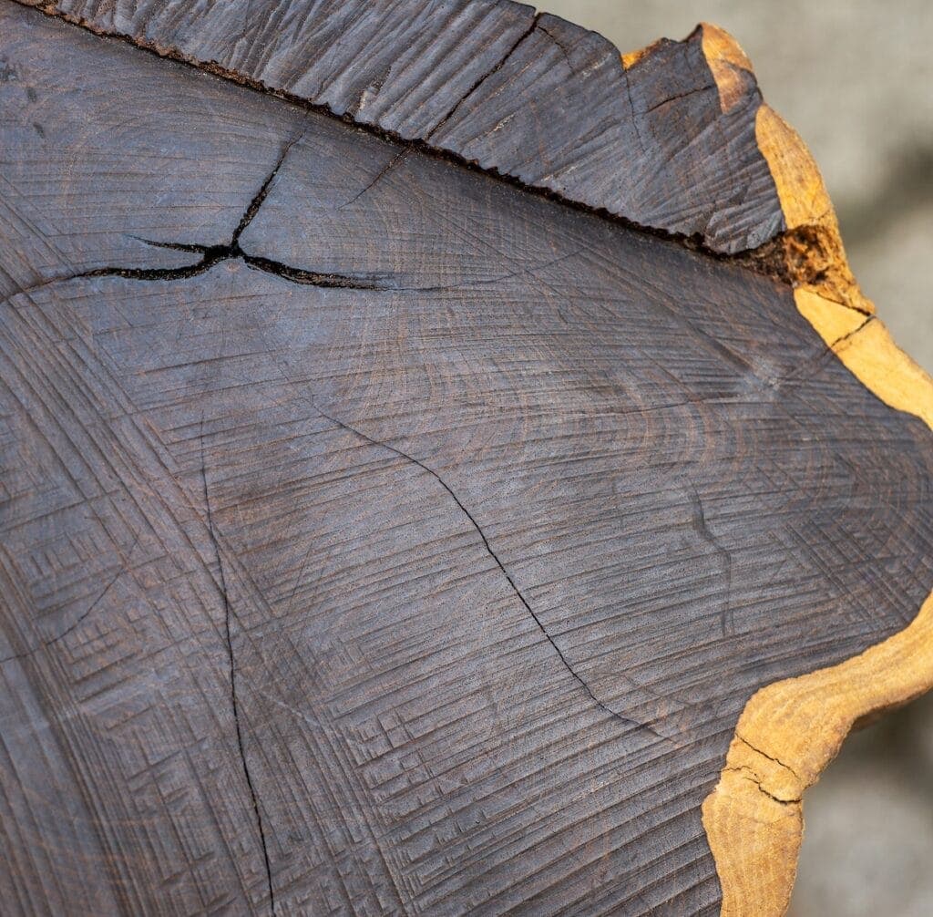 A cross-section of Black Ebony Hardwood.